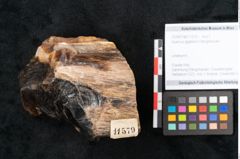 Foto (Objekt + Etikett) von Quercus gigantum Ettingshausen (NHMW-GEO-2024-0188-11579)